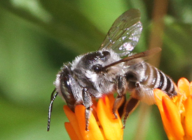 Flat-tailed Leafcutter Bee